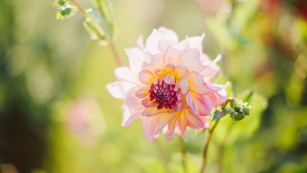 Yoga & U-Pick at Jenny Creek Flowers
