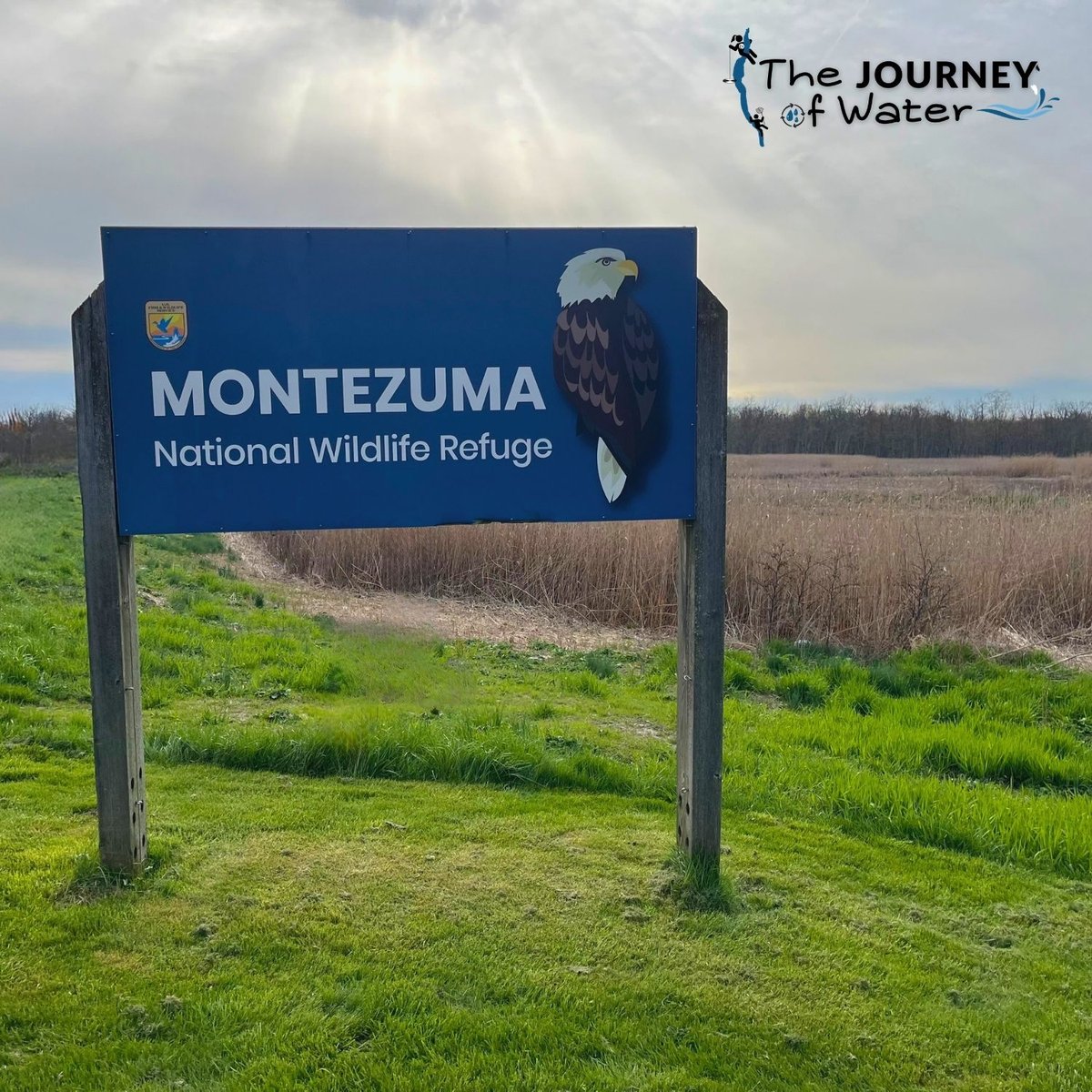 Journey of Water - Wild Wetlands, Fantastic Filters at Montezuma Wildlife Refuge