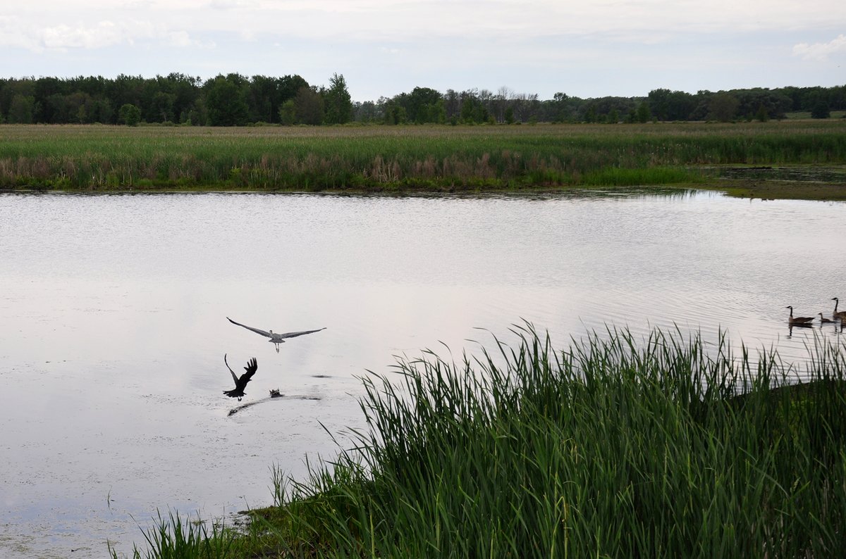 Spring Migration Bird Watching at Montezuma National Wildlife Refuge